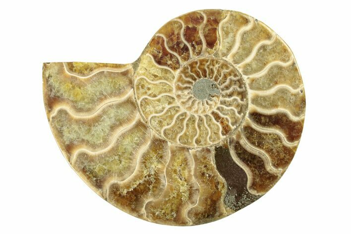 Cut & Polished Ammonite Fossil (Half) - Madagascar #263629